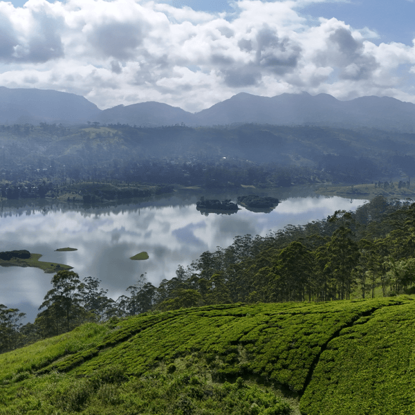 Ceylon Tea — One of the Finest in the World, and Why Dilmah Stands Apart