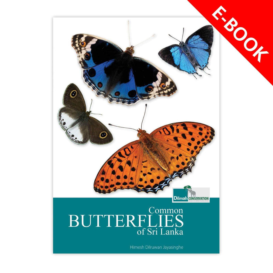 Common Butterflies of Sri Lanka – Illustrated Wildlife Guide eBook