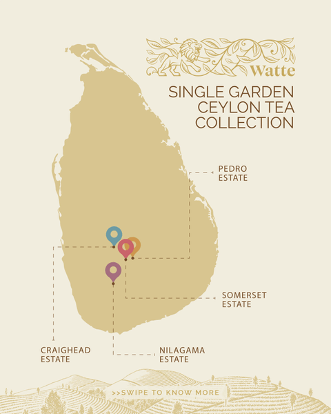 A Journey Through Tea Gardens